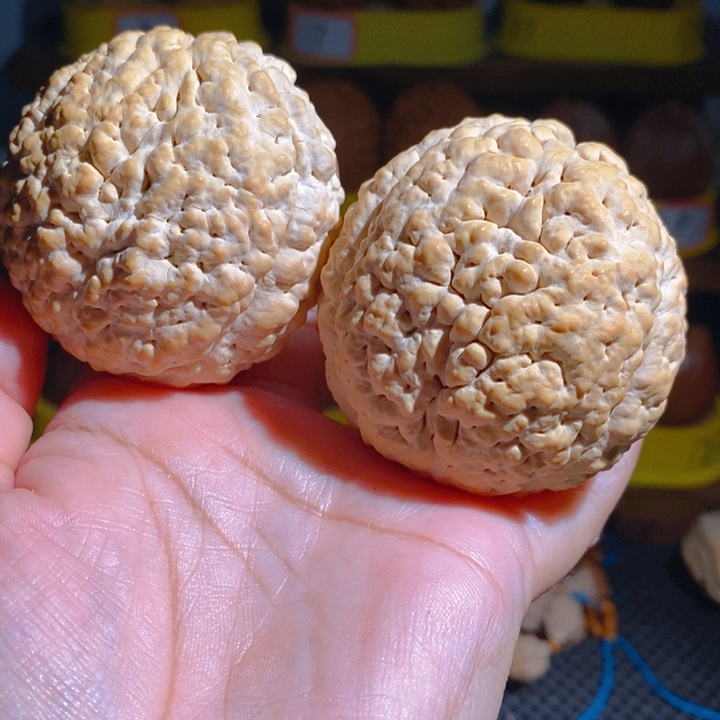 野生三瓣脑纹大金刚5357