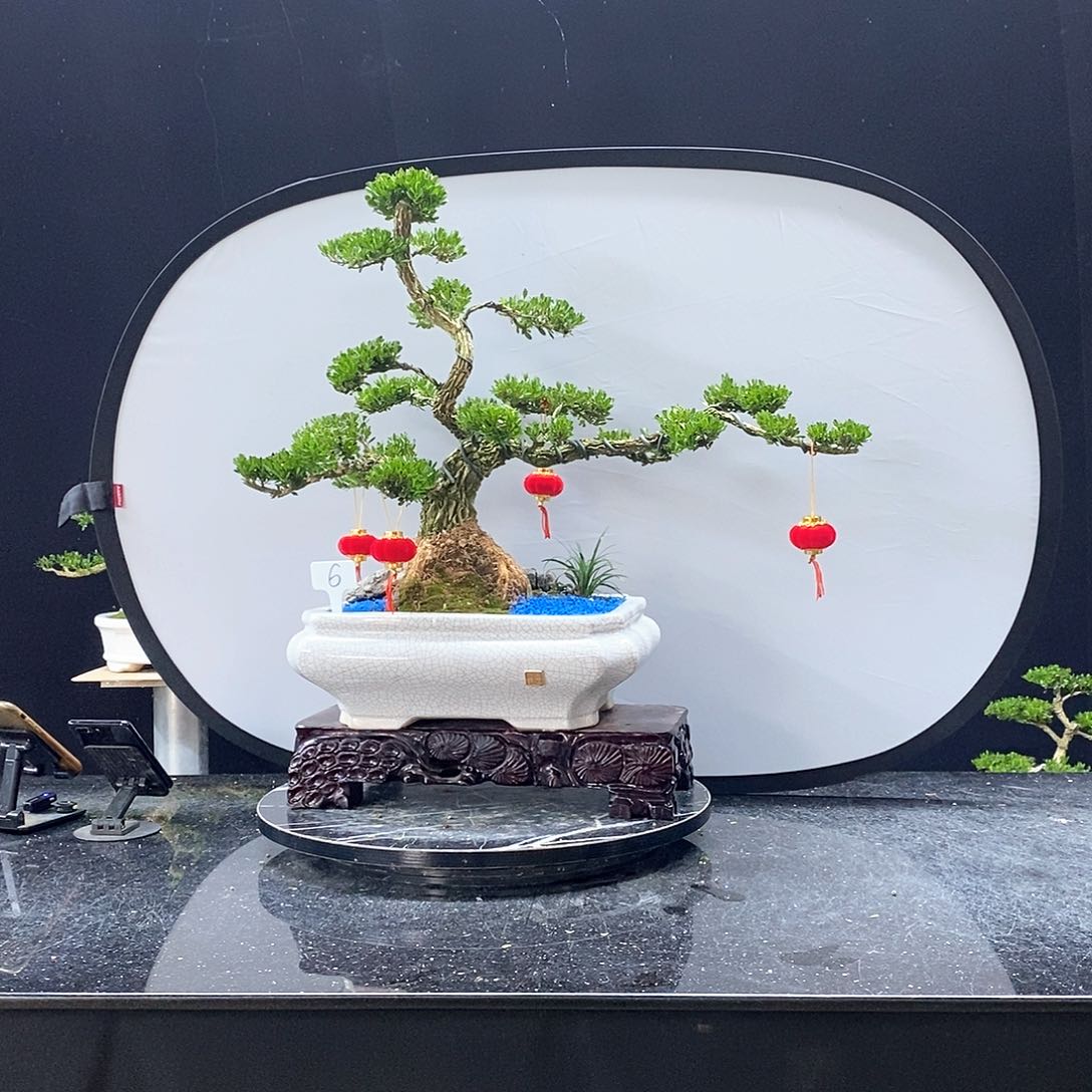 无花朵黄杨盆景艺术