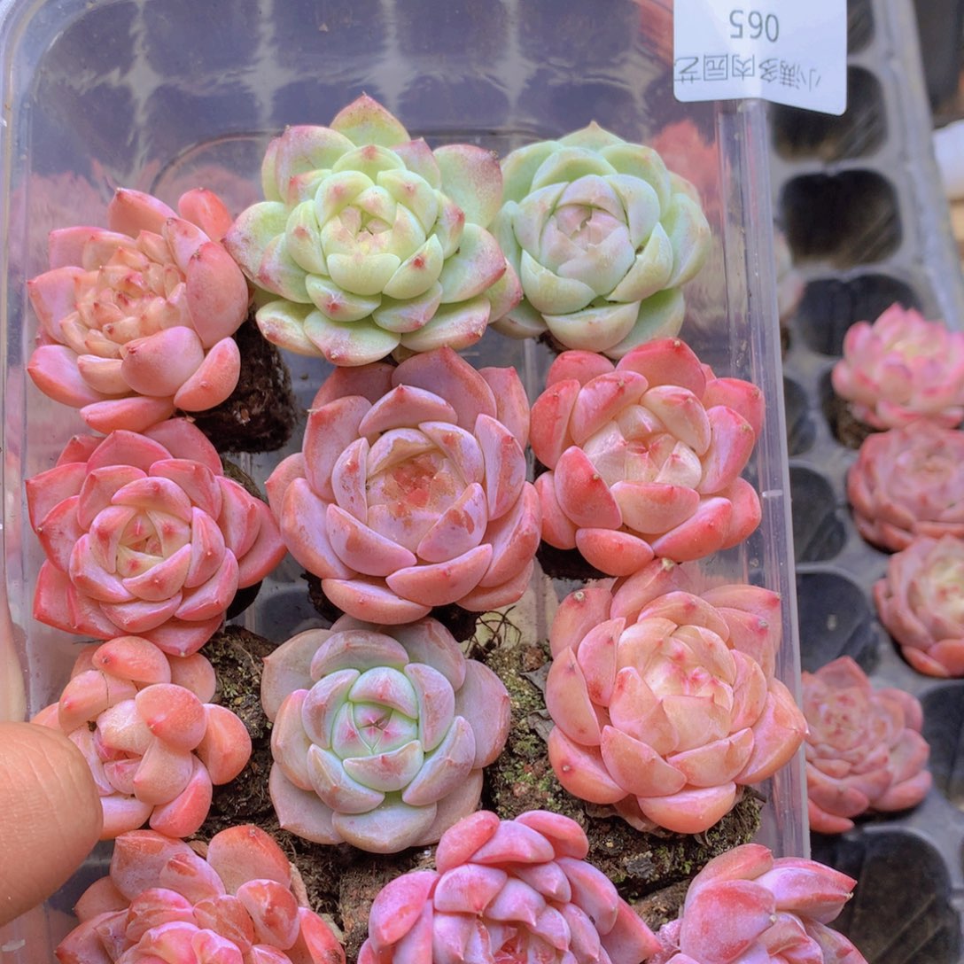 沐***莯我要去看你了啊065