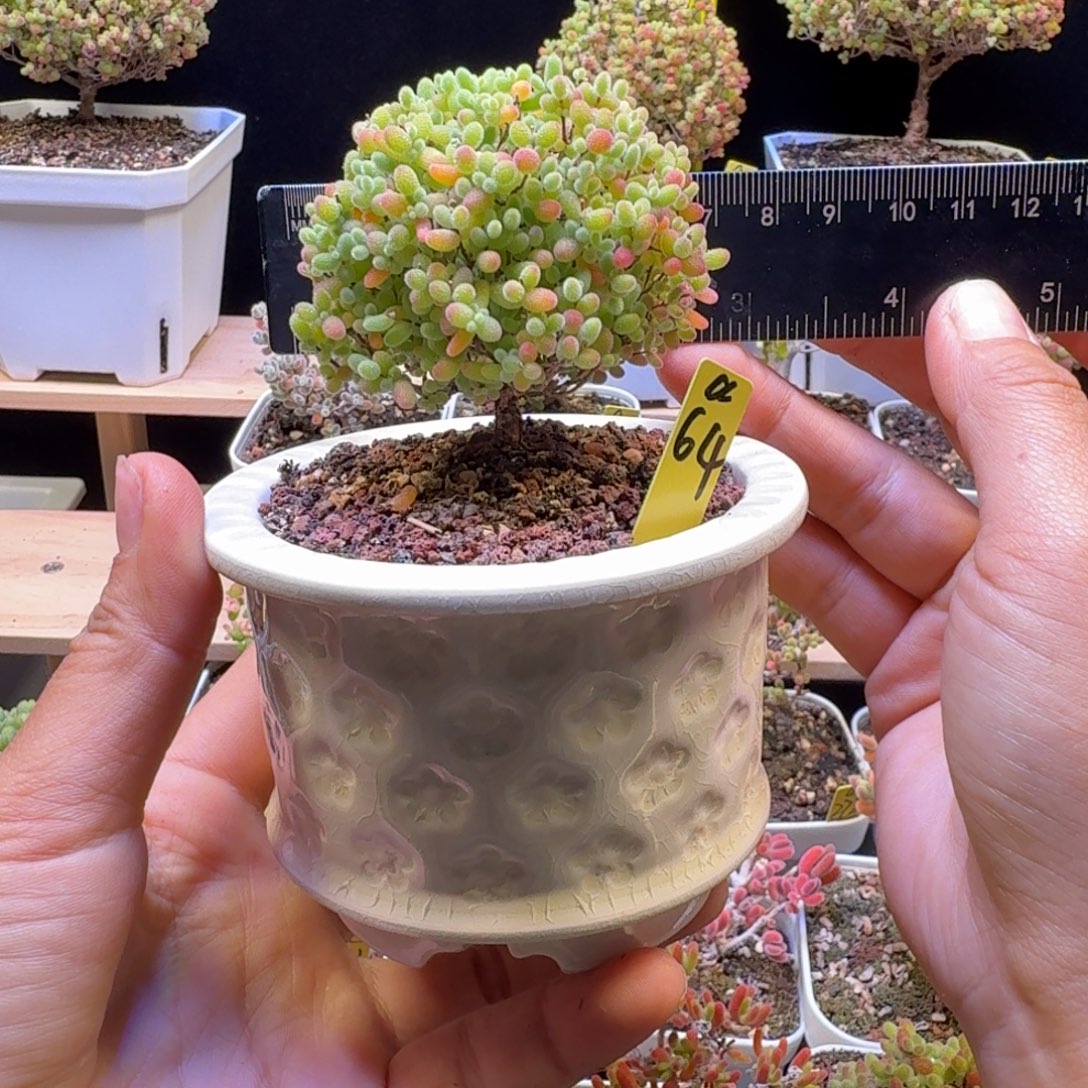 a64号蜜橘冠服6.5厘米左右带盆发