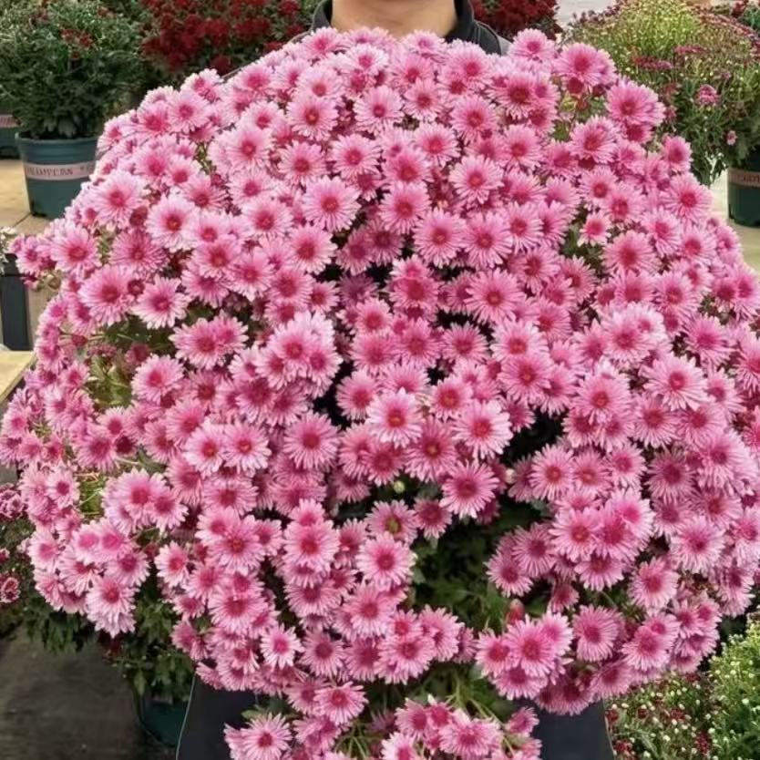 【草莓甜心】千头菊耐热高温适合阳台庭院盆栽地栽新手易养