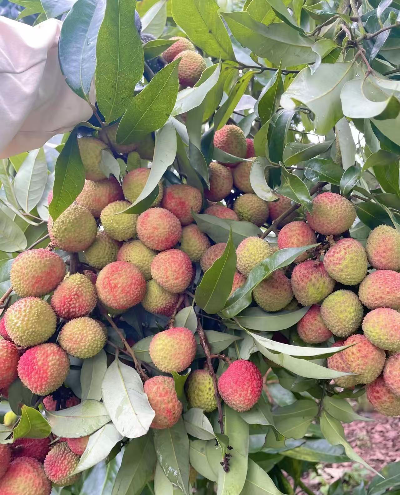 【省外多地区包邮】老树妃子笑荔枝带箱6斤/11斤京东冷链配送