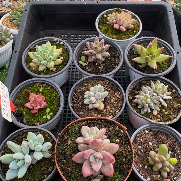 2572多肉植物一物一拍