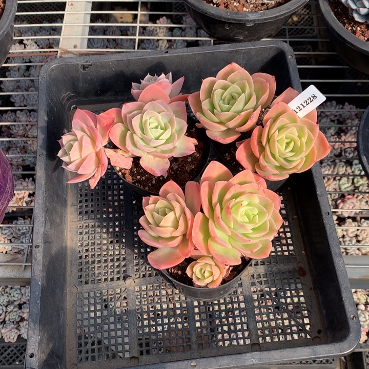 121238星纳塔三个嗯嗯嗯嗯嗯加油