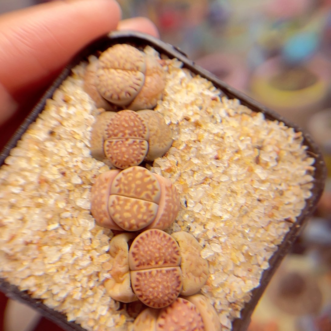 112. 567846875656756778