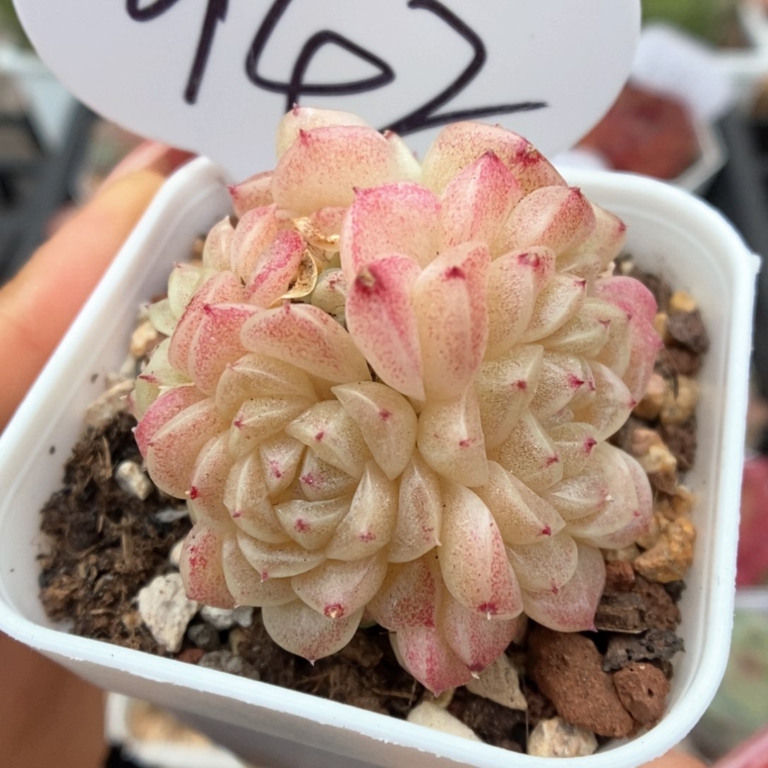 油透麦杆群生942号。