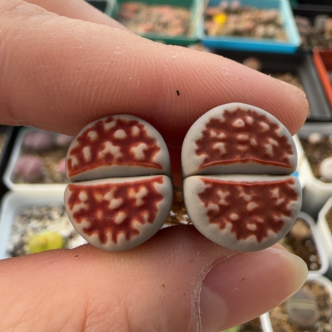 11.15。爱萌top red生石花。8011