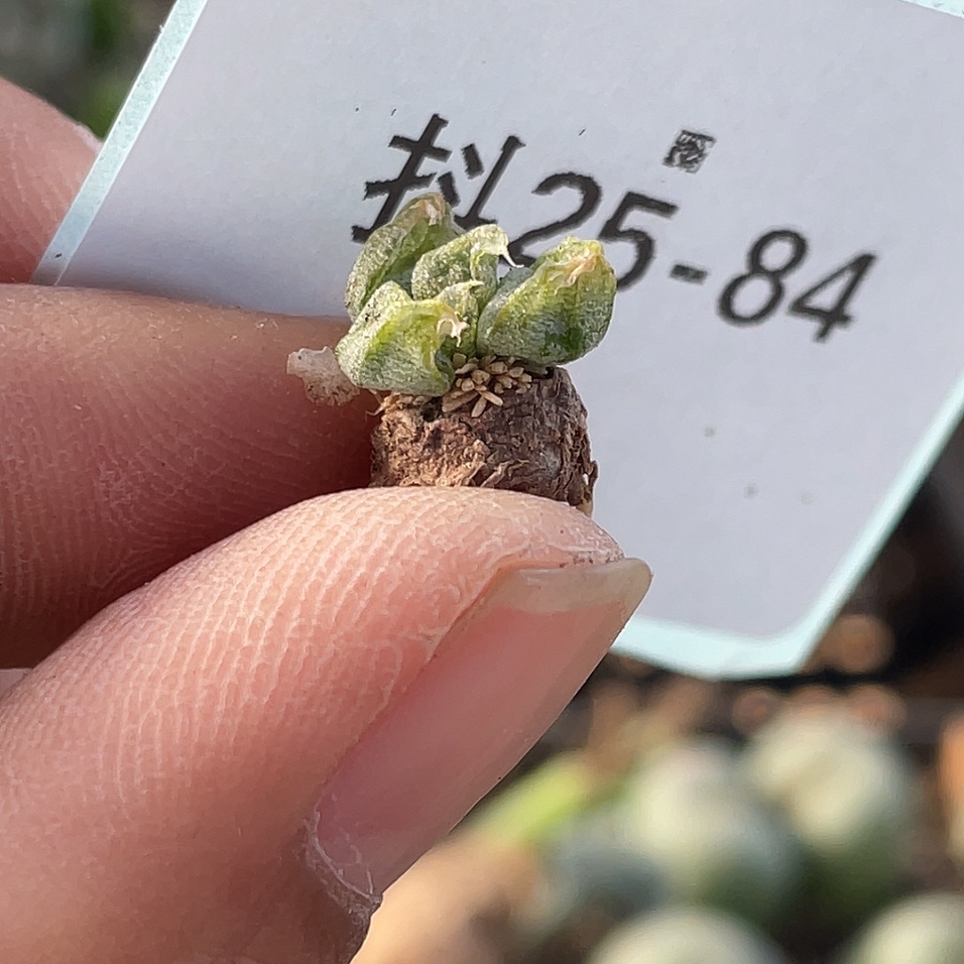 25-84洛丽塔多肉植物