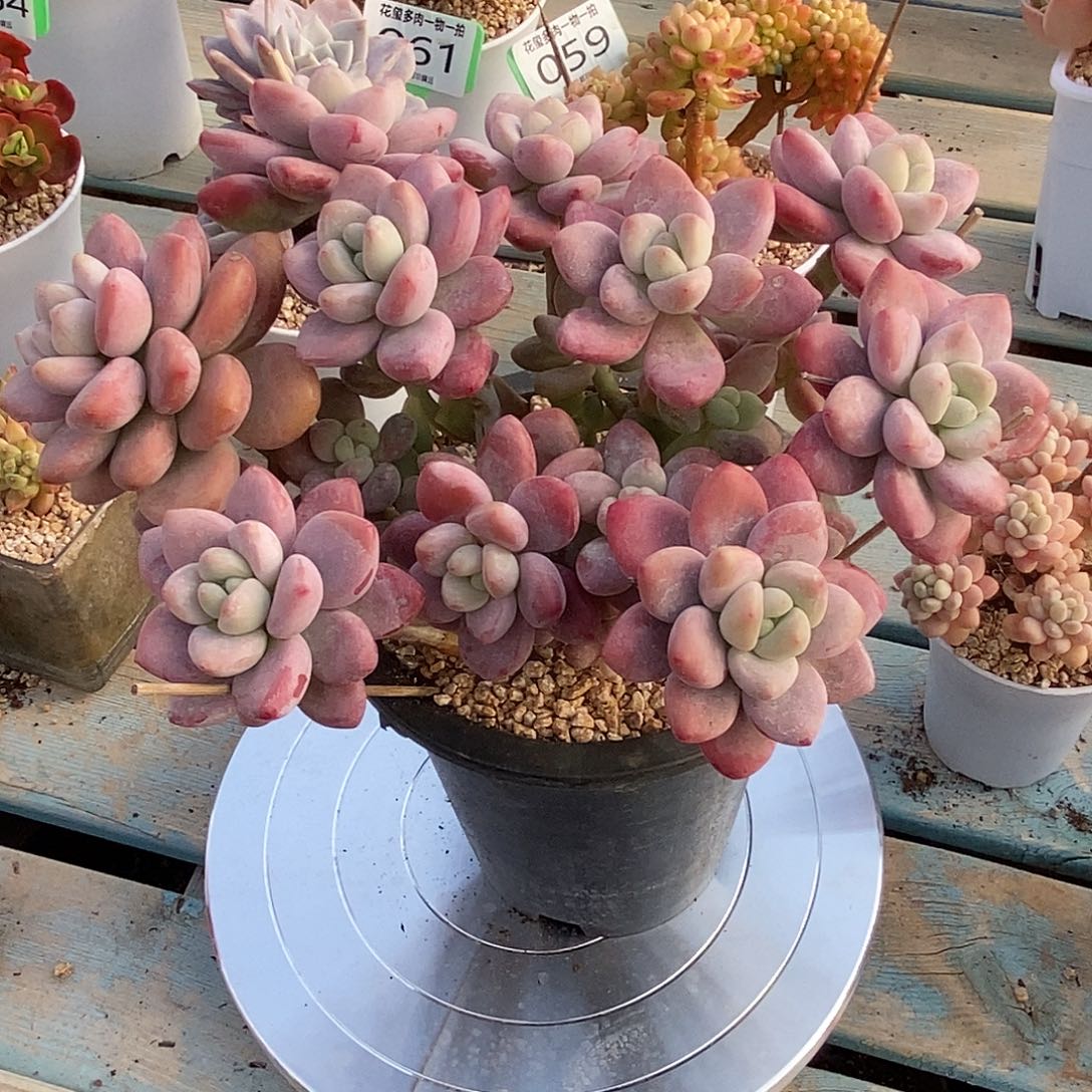 事***倍花玺多肉植物洛神