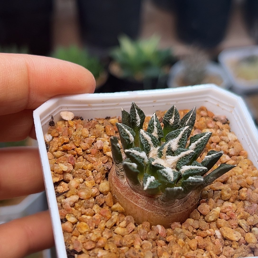 象足黑牡丹实生球一颗