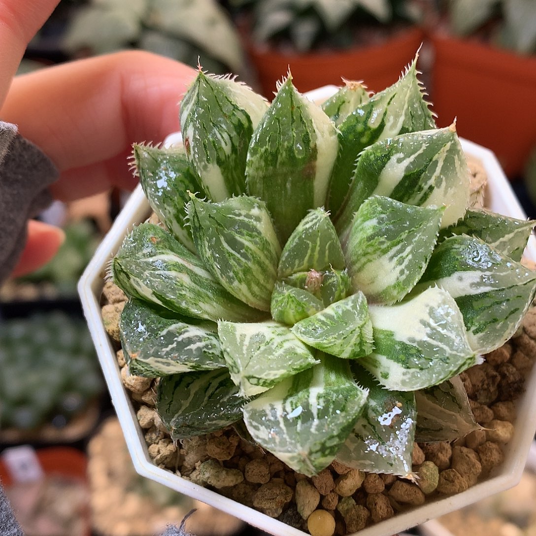 宝莲灯玉露锦带盆土发货