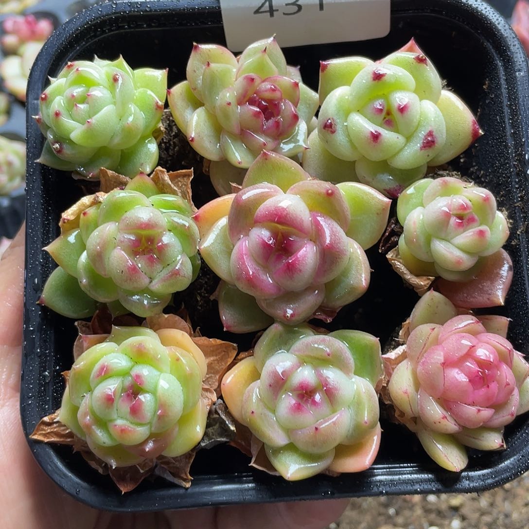 珍妮混一物一拍431