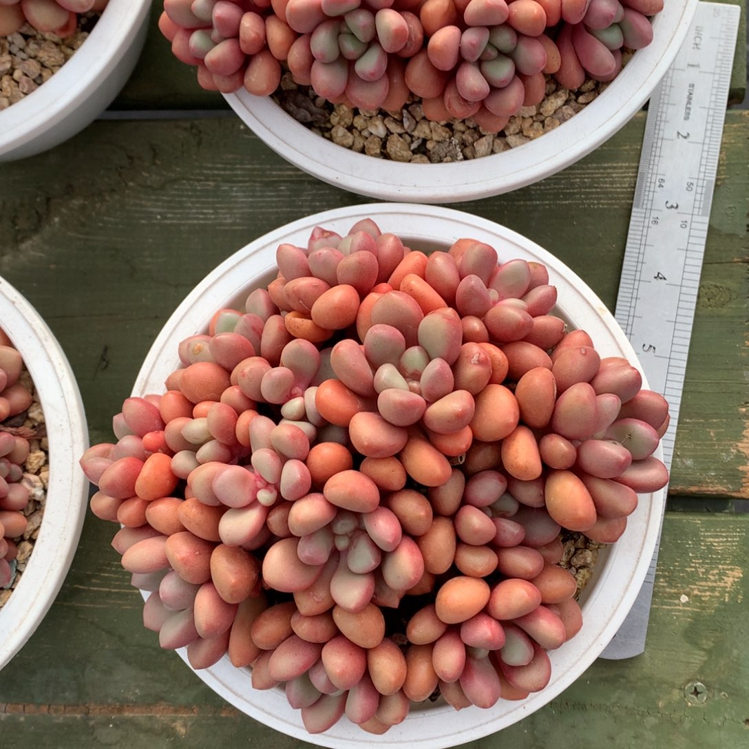 先锋派 多头 一颗   