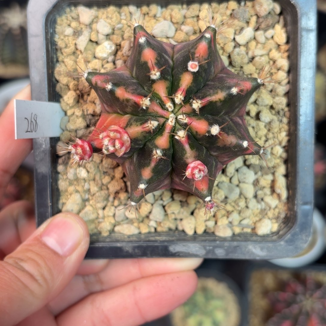 泰系米哈仙人球51