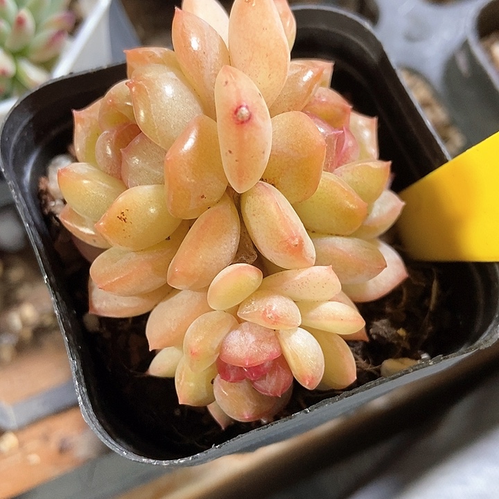 多肉植物琴心639