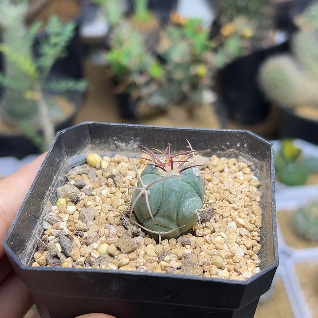 实生平丸2公分一颗