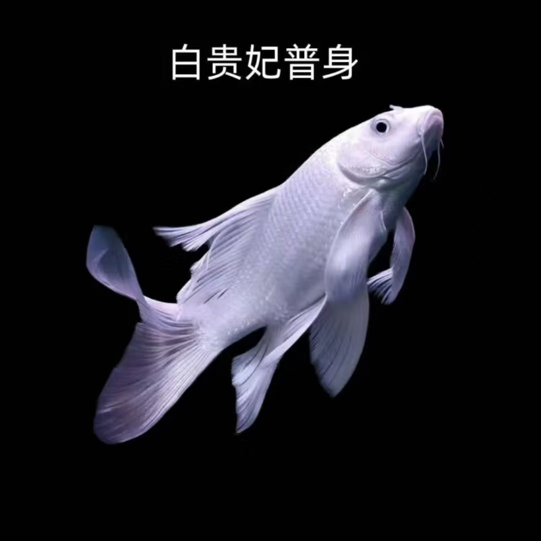 蝴蝶鲤【纯种石膏白贵妃普17-20cm尺寸】渔场发货