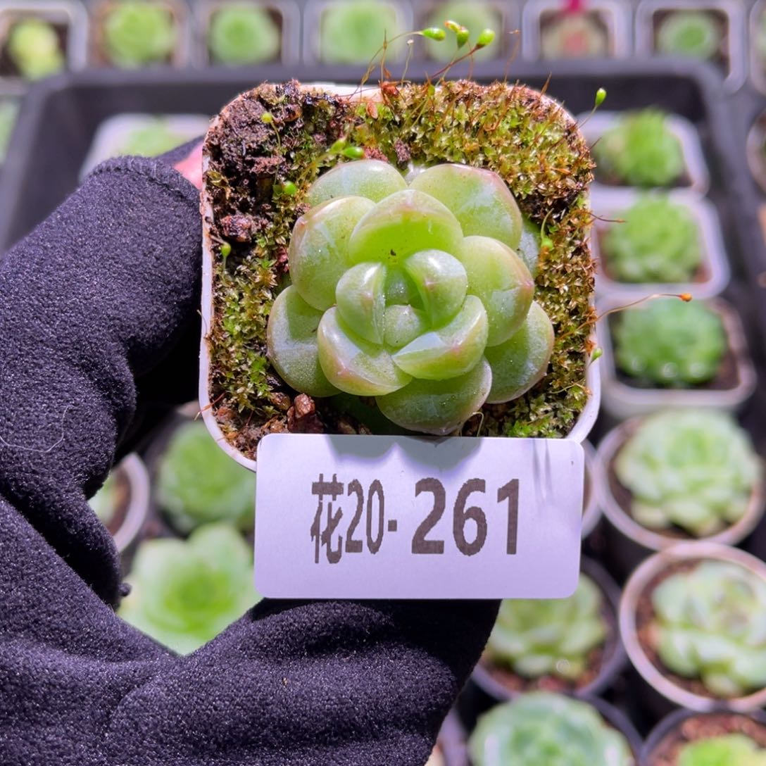 花利美20-261新品珍妮