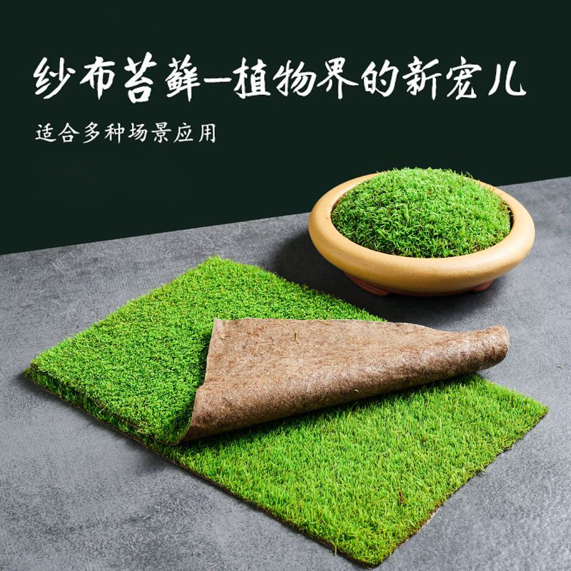 【小灰藓】草坪绿植造景水路缸造景