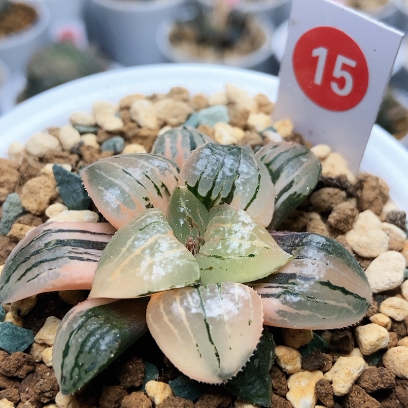 【闪购商品】15香瓜岛锦