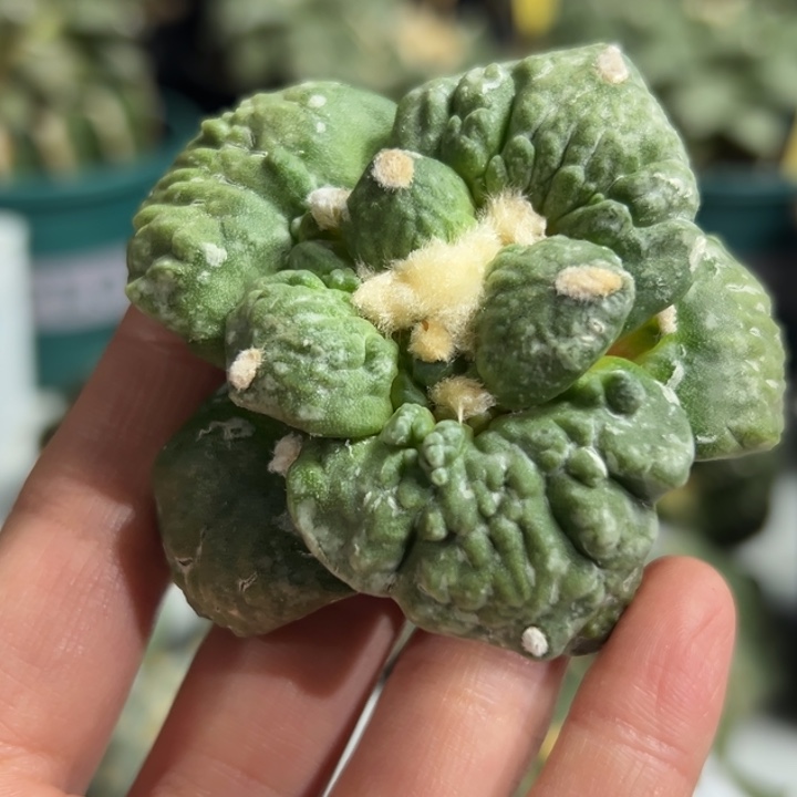 77无根 仙人球的故事是