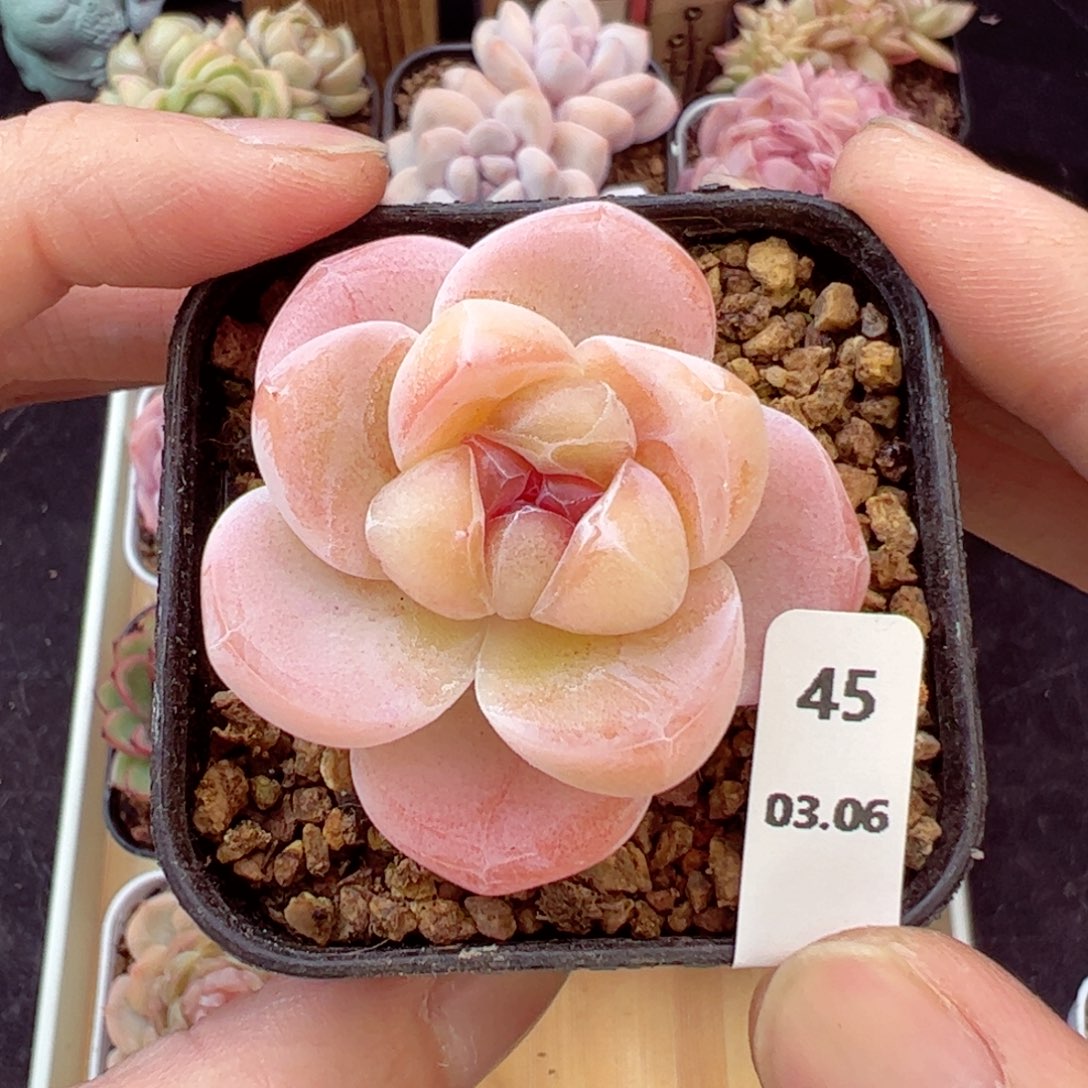 糖钻45、哈哈哈哈