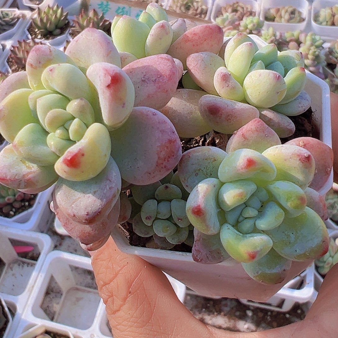 樱花罗琦群19包邮多肉