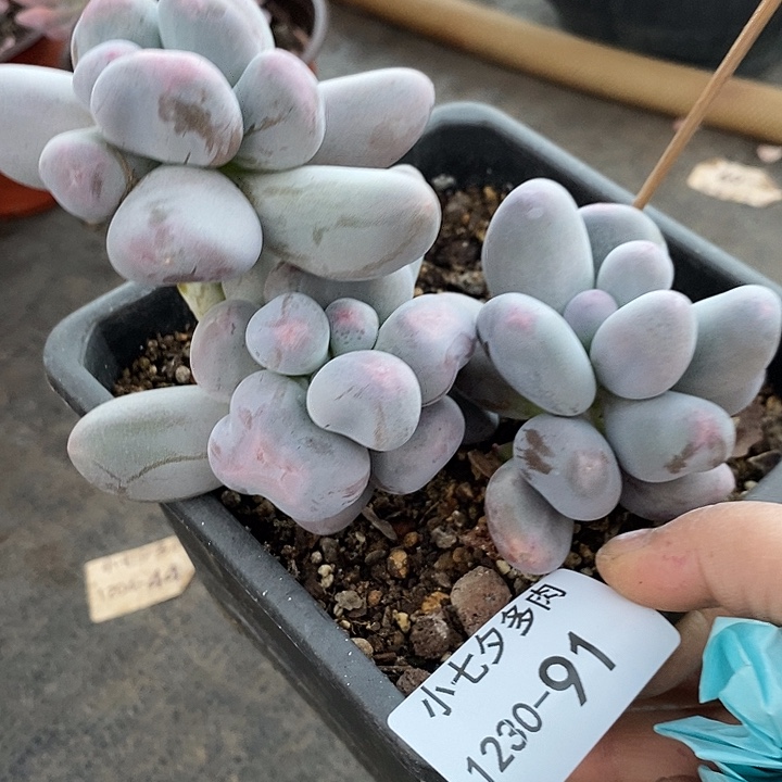 有****小七夕多肉米可奶91