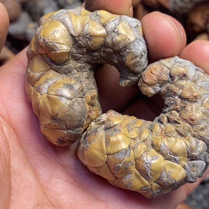 J***Z吊坠文玩核桃东北特产75