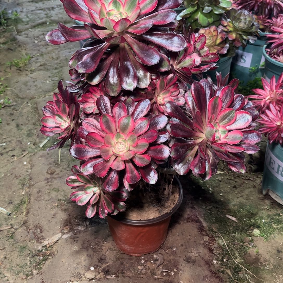 多肉植物香奈尔捧花