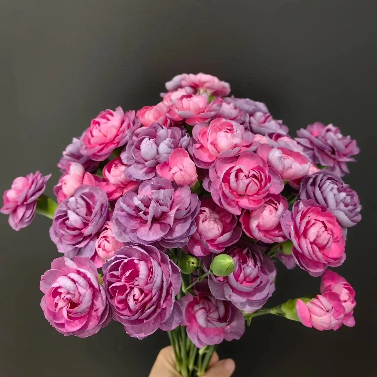 20枝野马多头康乃馨 （两单发顺丰或京东快递）云南鲜花