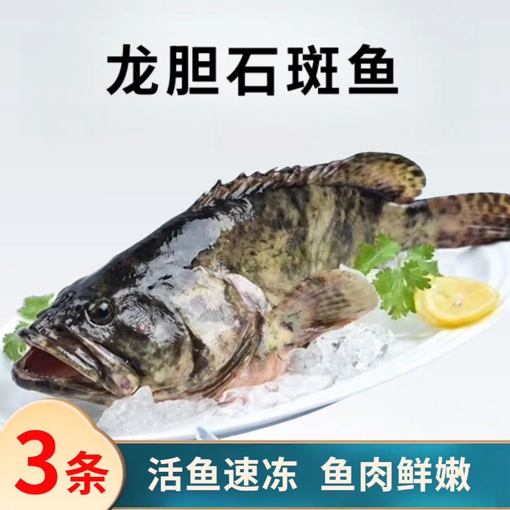 3斤深海石斑鱼广东海鲜珍珠斑青斑老虎斑鲜活速冻非活发
