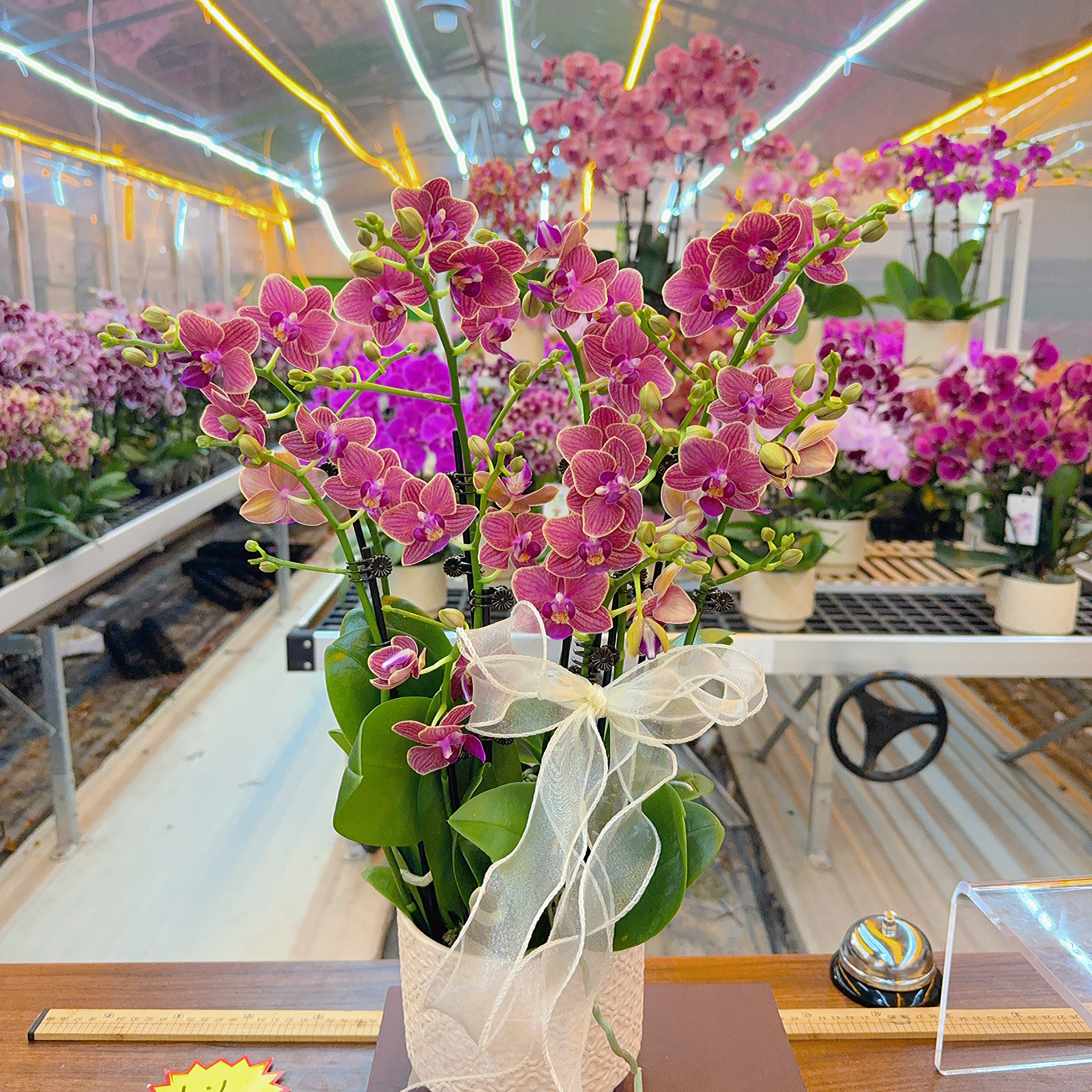 精选蝴蝶兰[金边玲珑]红色带金边桌面款 室内花卉绿植 基地直发