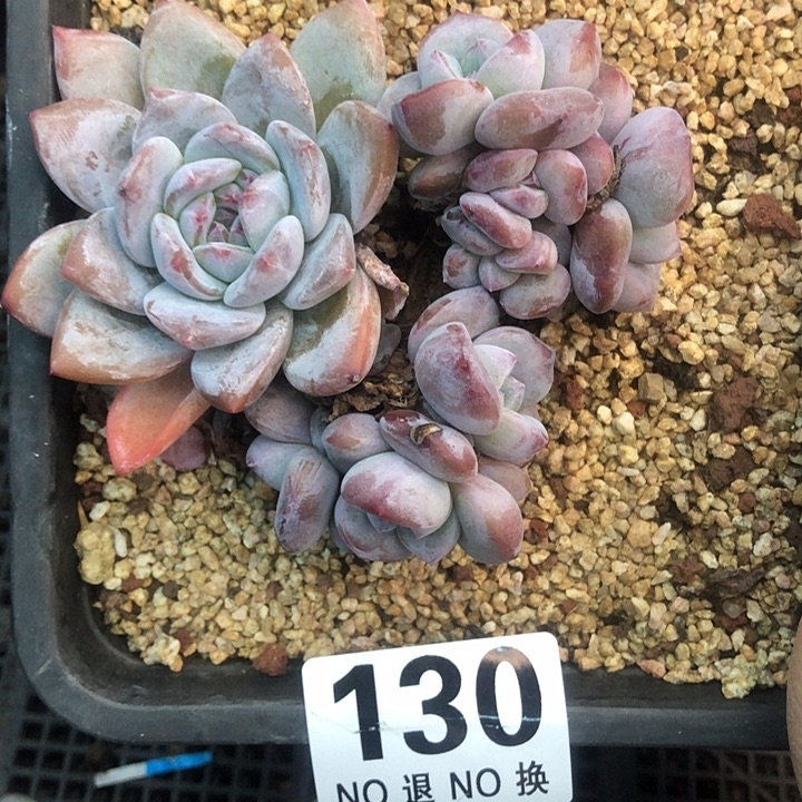 星影石榴籽福利出咯 130