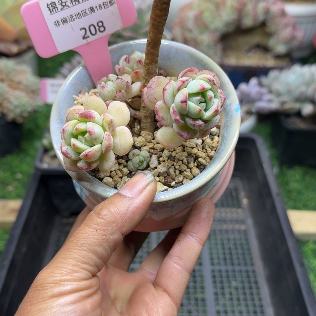 锦安精品多肉植物编号208