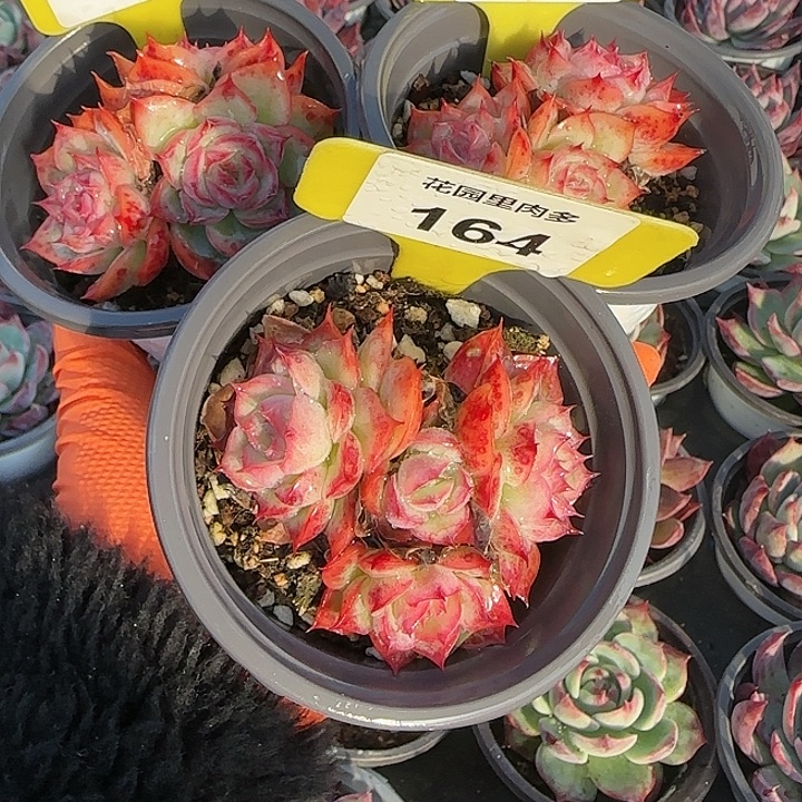 程***程171，190，164 侧影多肉植物6-9cm