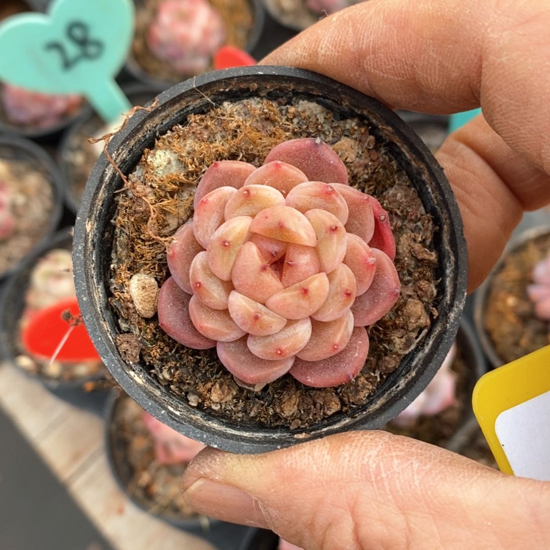 精品多肉一物一拍不包整5