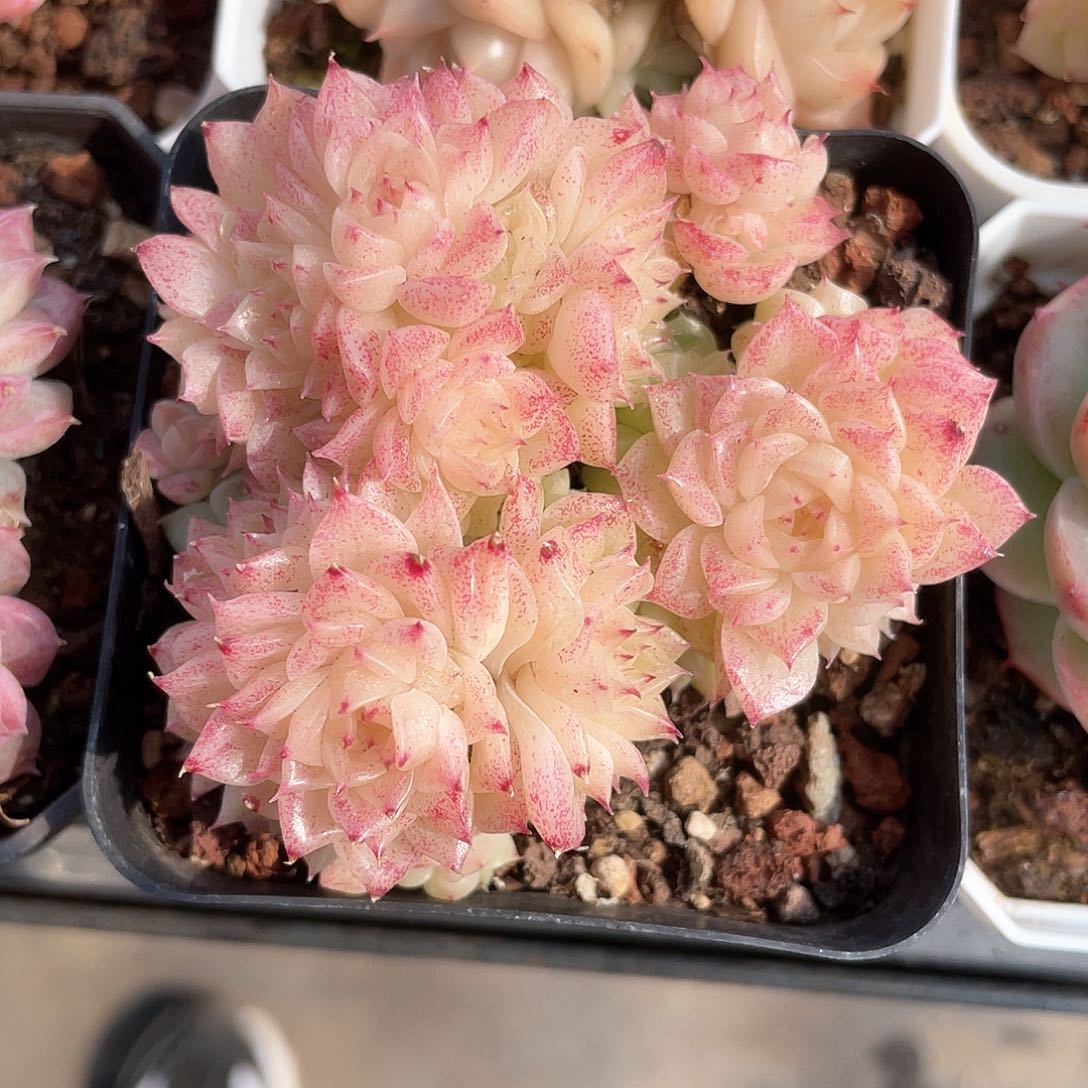 优选麦秆福利9347