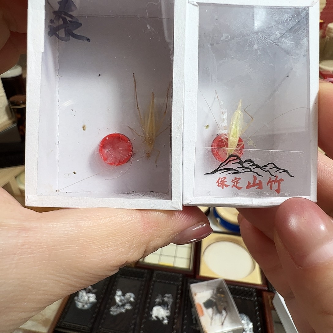 冷***心中须泰国竹蛉➕保定山竹蛉