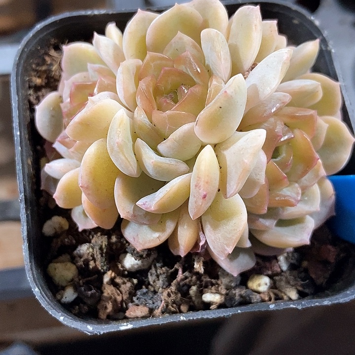 多肉植物846容晶