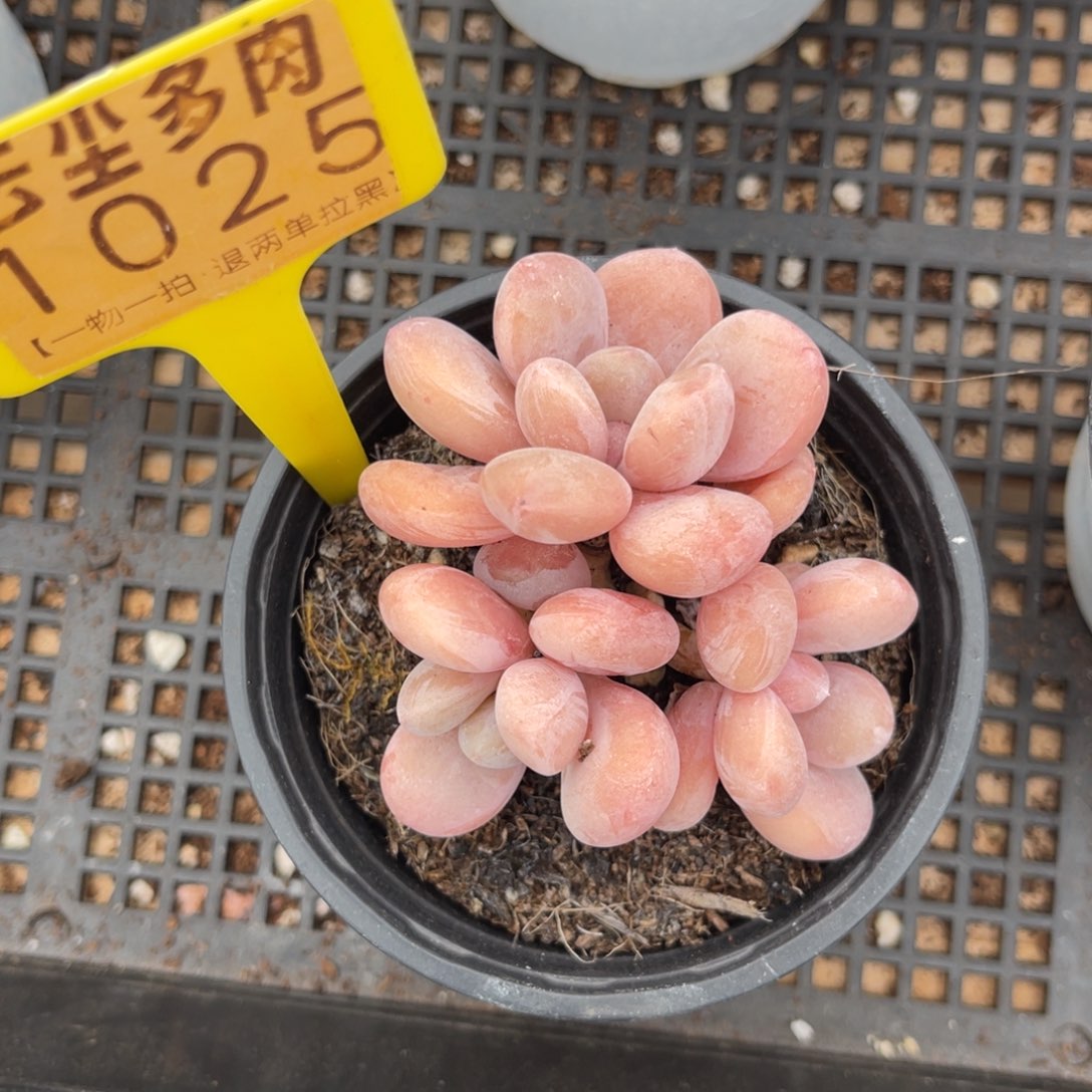 云尘多肉一物一拍1025