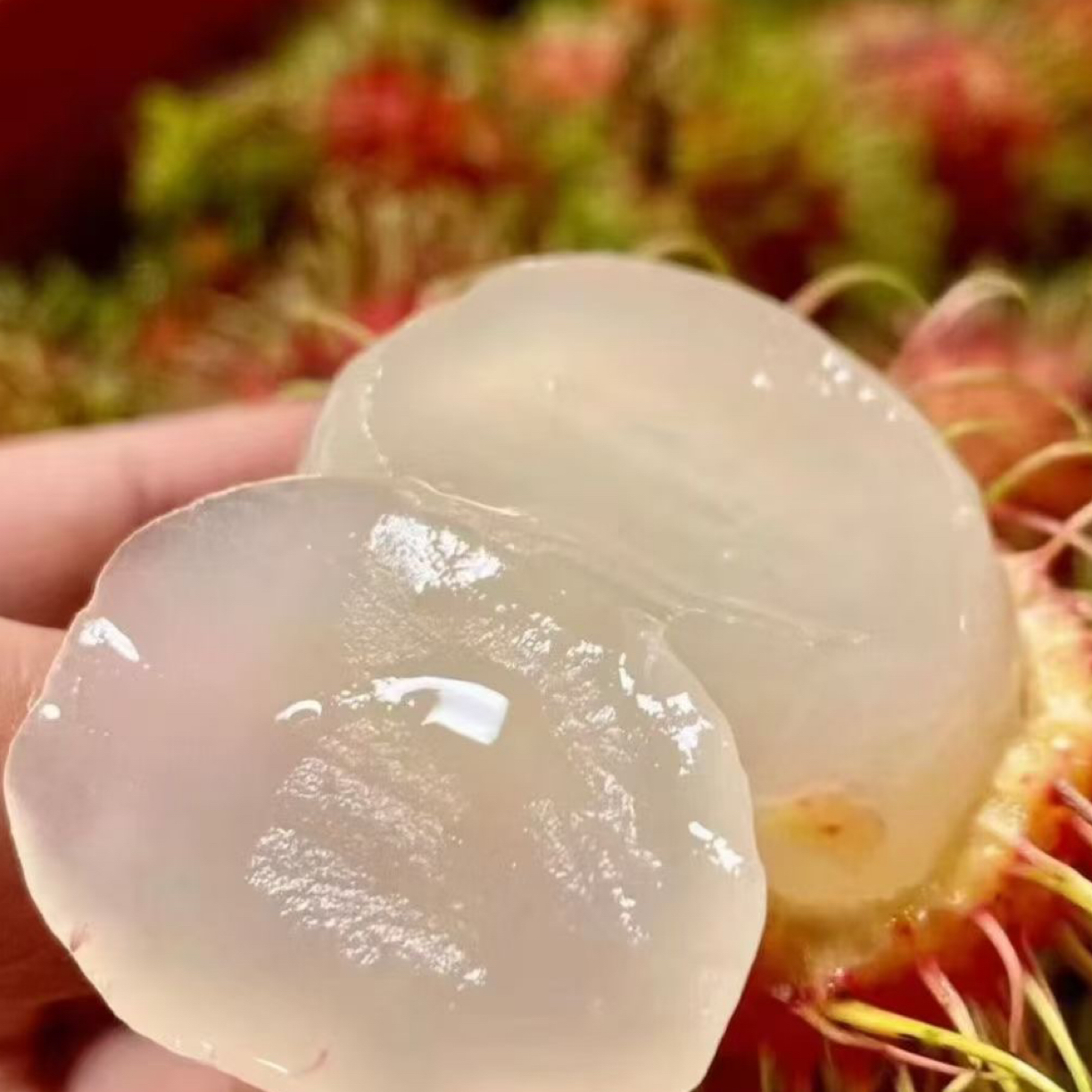 泰国空运KPY红毛丹 营养价值极高型似荔枝 果肉脆香甜多汁