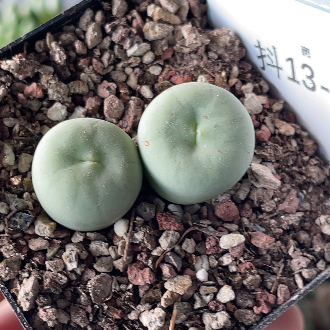 13-39嘴多肉植物肉锥