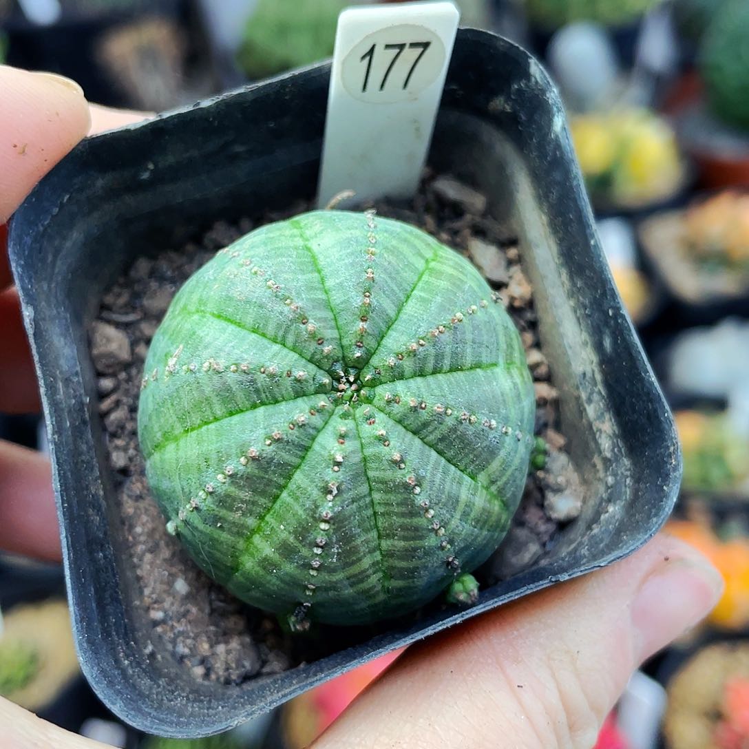 布纹球非偏远地区满25包邮仙人球