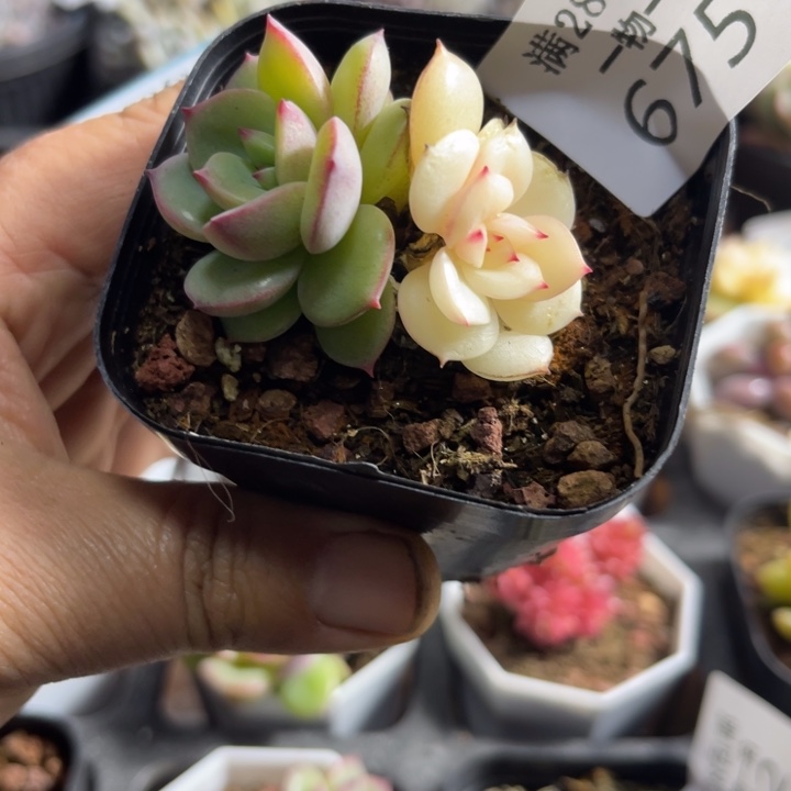 随*?675三文鱼锦多肉植物