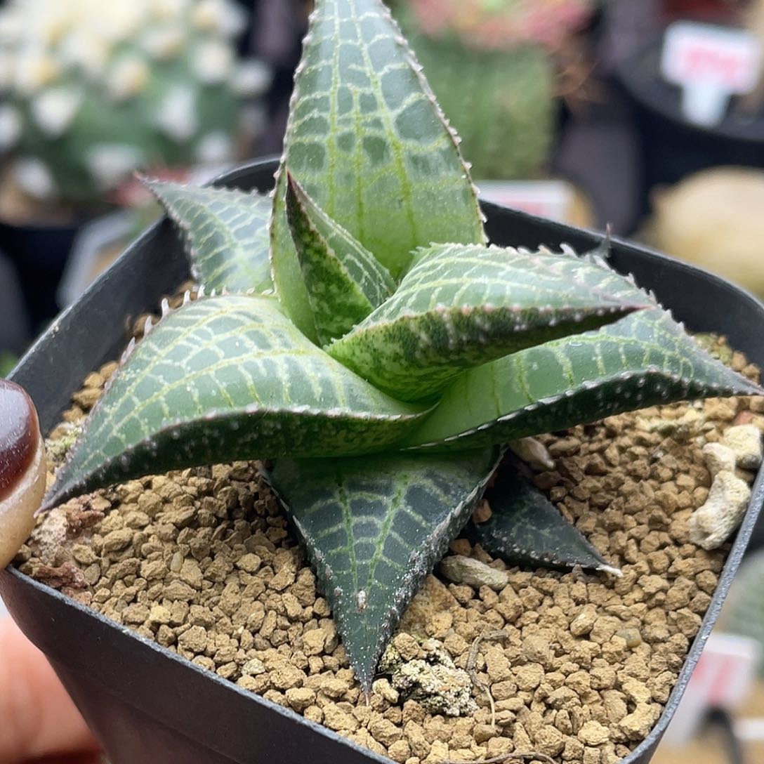 实生丸叶龙鳞仙人球多肉