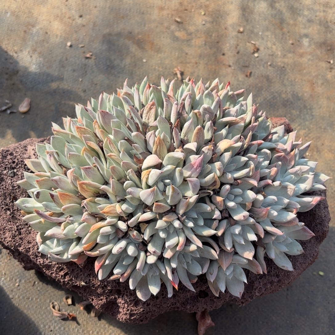 奥***1拇指杂，仙女杯多肉