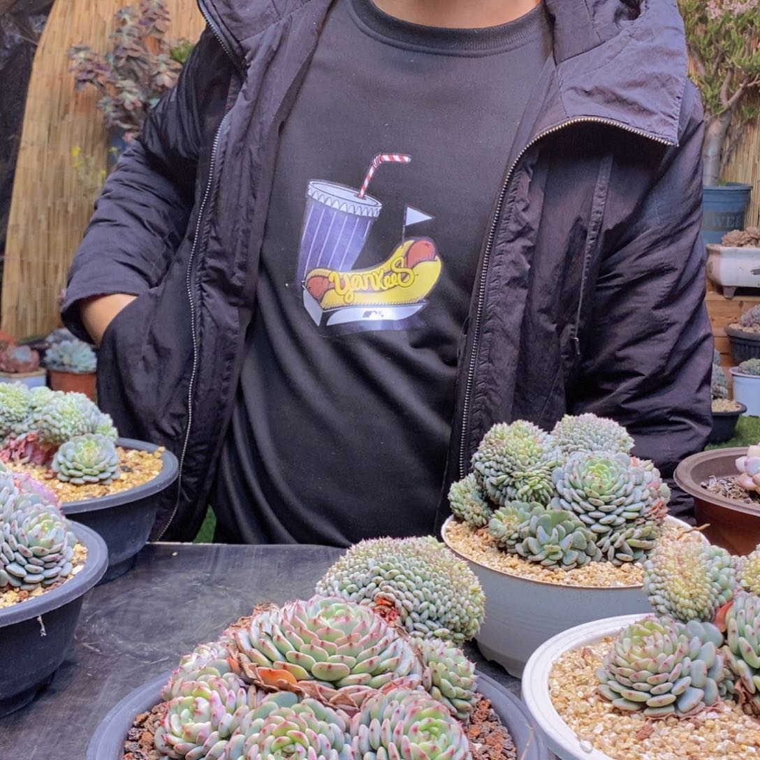 悦*果101号白胖子缀