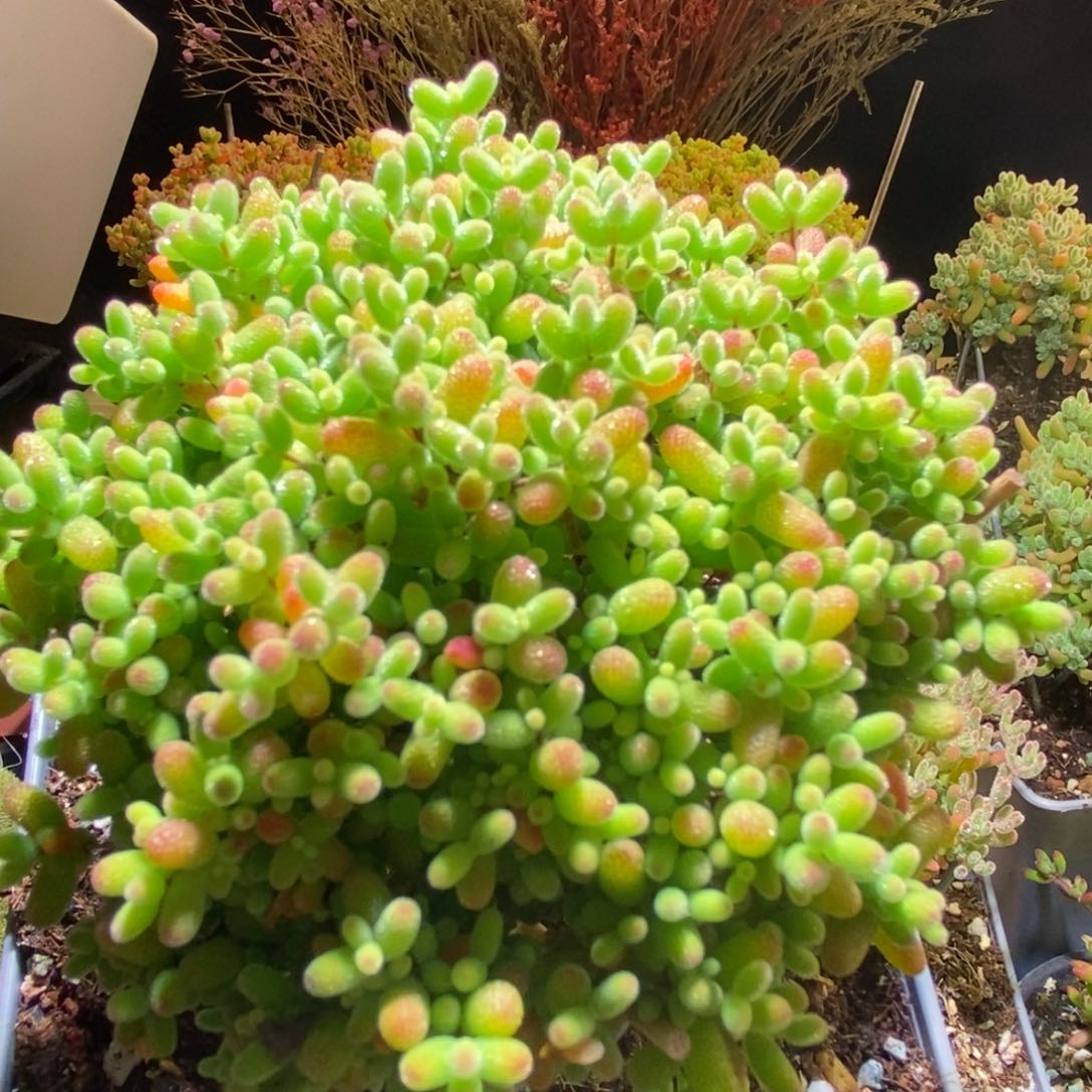 蜜桔枝干番杏285