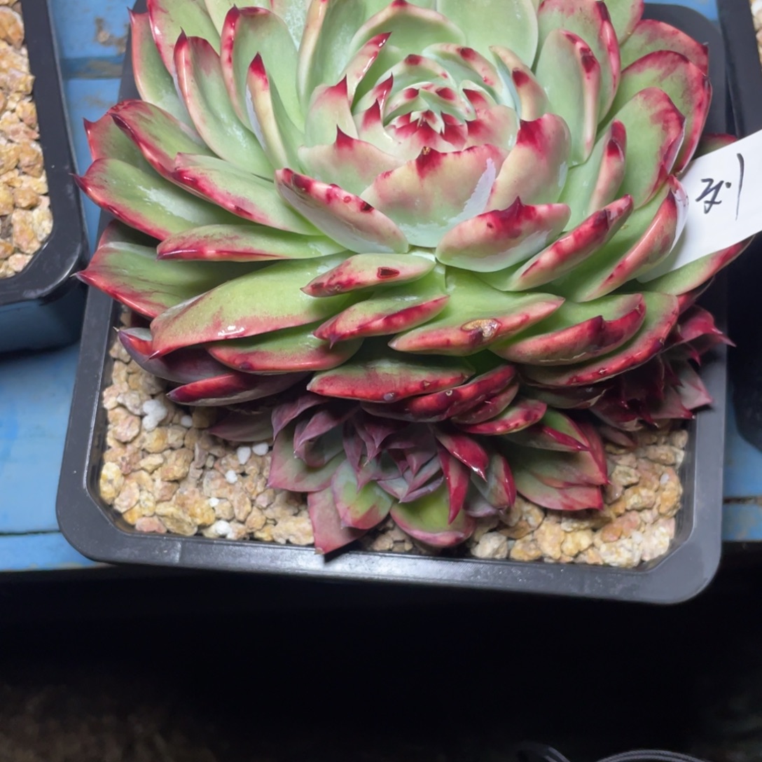 刘***贵惊鸿仙子一物一拍